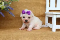 Bella, a female Bichon Frise for sale in Conway, AR – 3 of 8