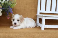 Tucker, a male Cavachon for sale in Conway, AR – 3 of 6