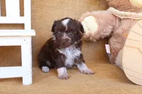 Poppy, a female Yorkipoo for sale in Conway, AR – 4 of 5