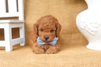 Fletcher, a male Poodle - Toy  for sale in Conway, AR – 2 of 5