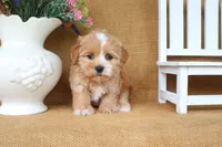 Callie, a female Havapoo for sale in Conway, AR – 4 of 4