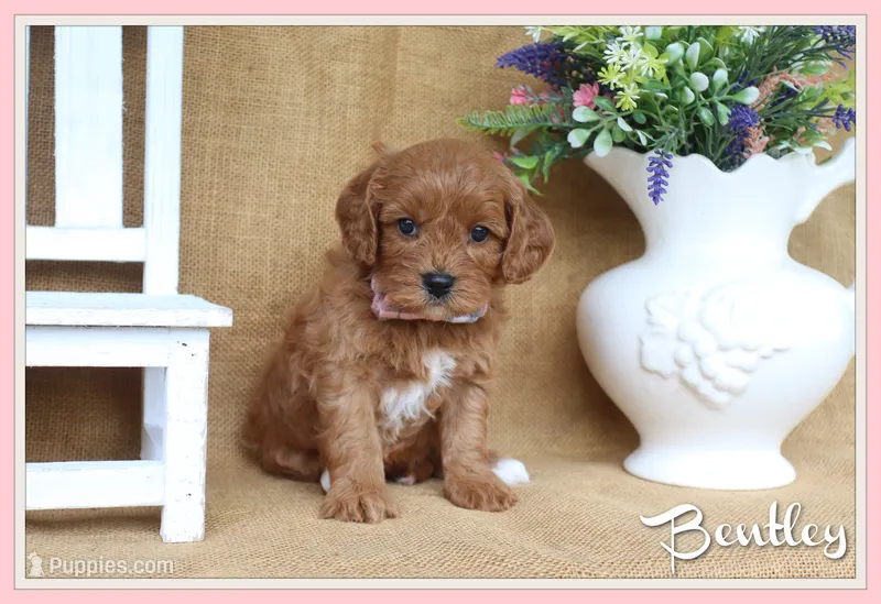 Bentley – Cavapoo puppy for sale in Conway, AR