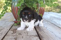Asher, a male Cavapoo for sale in Conway, AR – 4 of 4