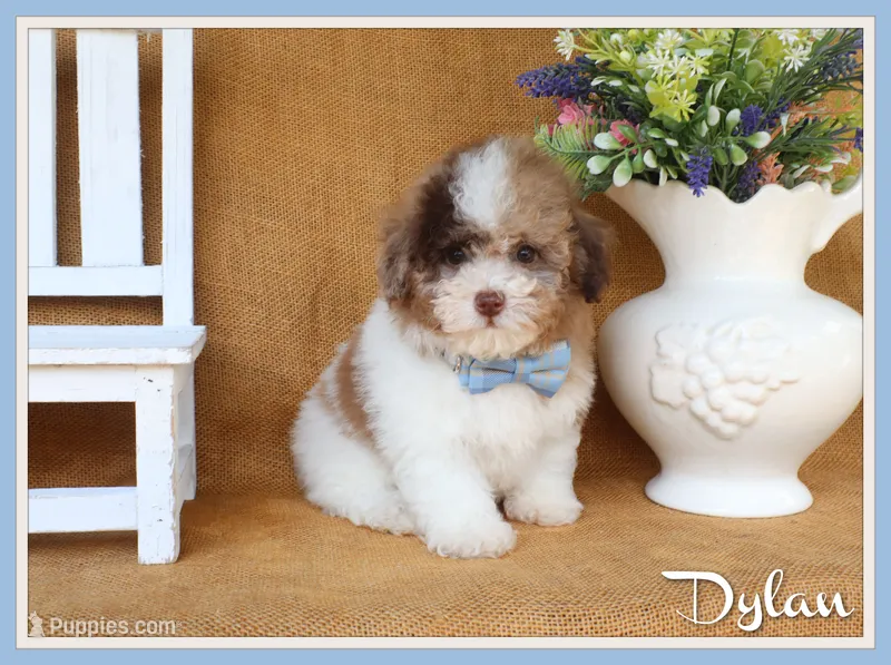 Dylan – Poodle - Toy  puppy for sale in Conway, AR