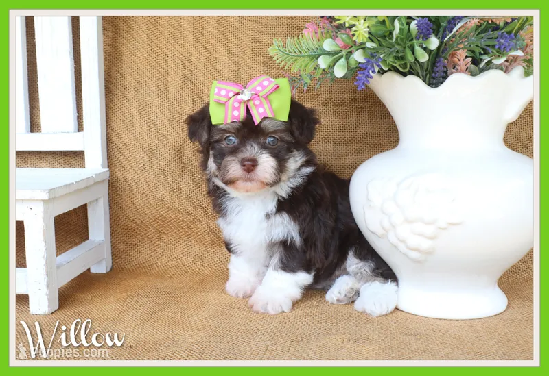 Willow – Havanese puppy for sale in Conway, AR