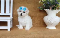 Ava, a female Bichon Frise for sale in Conway, AR – 5 of 6