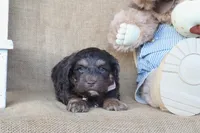 Cooper, a male Cockapoo for sale in Conway, AR – 2 of 4