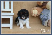 Elliot, a male Cavapoo for sale in Conway, AR – Photo 1 of 4