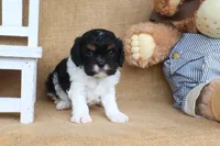 Elliot, a male Cavapoo for sale in Conway, AR – Photo 4 of 4