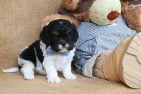 Elliot, a male Cavapoo for sale in Conway, AR – Photo 3 of 4