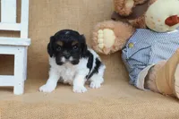 Elliot, a male Cavapoo for sale in Conway, AR – Photo 2 of 4