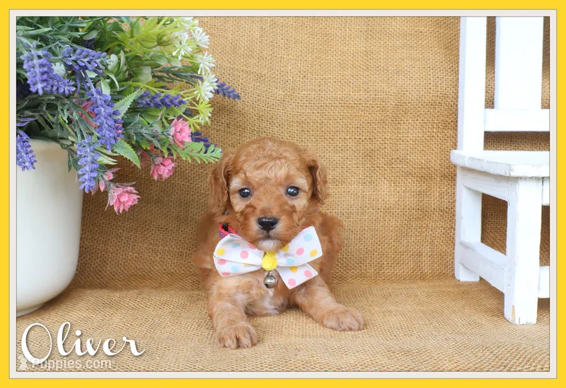 Oliver – Poodle - Miniature  puppy for sale in Conway, AR