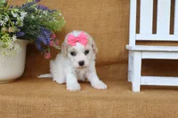 Trinity, a female Cavachon for sale in Conway, AR – 5 of 6