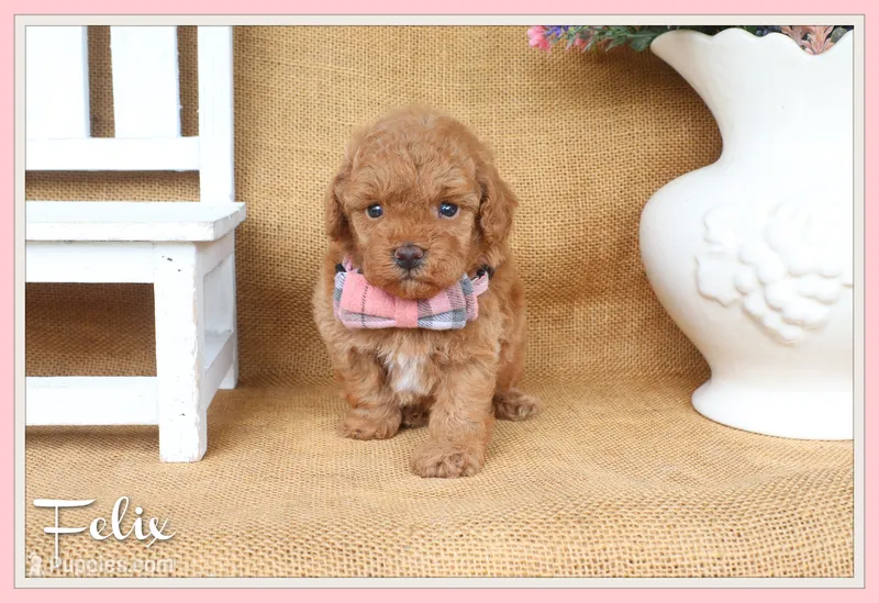 Felix – Poodle - Toy  puppy for sale in Conway, AR
