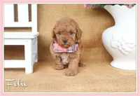 Felix, a male Poodle - Toy  for sale in Conway, AR – 1 of 6