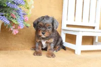 Raven, a female Cavapoo for sale in Conway, AR – 5 of 5