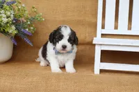 Ian, a male Cavapoo for sale in Conway, AR – 3 of 5
