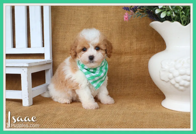 Isaac – Cavapoo puppy for sale in Conway, AR