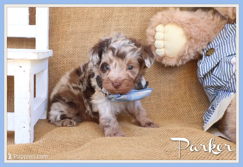Parker – Yorkipoo puppy for sale in Conway, AR