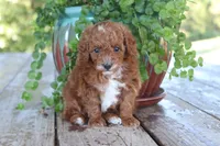 Theo, a male Poodle - Toy  for sale in Conway, AR – 4 of 5