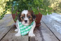 Adam, a male Cavapoo for sale in Conway, AR – 2 of 6