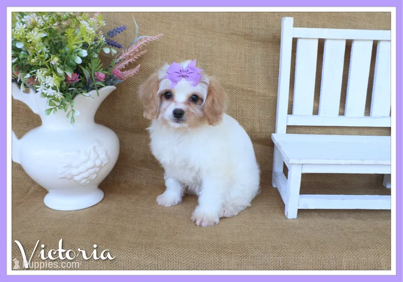 Victoria – Cavapoo puppy for sale in Conway, AR