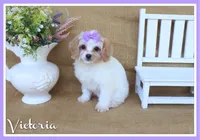 Victoria, a female Cavapoo for sale in Conway, AR – 1 of 7
