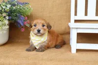Hudson, a male Havanese for sale in Conway, AR – 4 of 5
