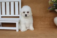 Aiden, a male Bichon Frise for sale in Conway, AR – 4 of 6