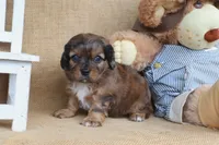 Easton, a male Cavapoo for sale in Conway, AR – Photo 4 of 4