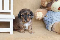 Easton, a male Cavapoo for sale in Conway, AR – Photo 3 of 4