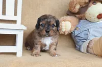 Easton, a male Cavapoo for sale in Conway, AR – Photo 2 of 4