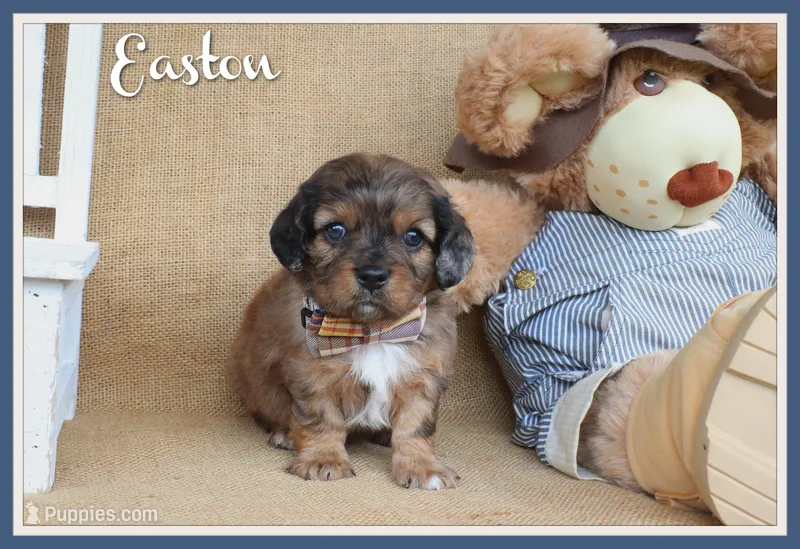 Easton – Cavapoo puppy for sale in Conway, AR