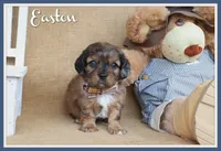 Easton, a male Cavapoo for sale in Conway, AR – Photo 1 of 4