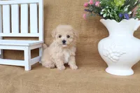 Jonah, a male Poochon for sale in Conway, AR – 4 of 5