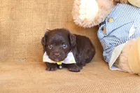 River, a male Yorkipoo for sale in Conway, AR – 5 of 5