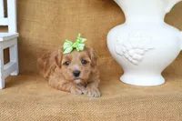 Maisie, a female Maltipoo for sale in Conway, AR – 3 of 4