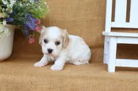 Tucker, a male Cavachon for sale in Conway, AR – 5 of 6