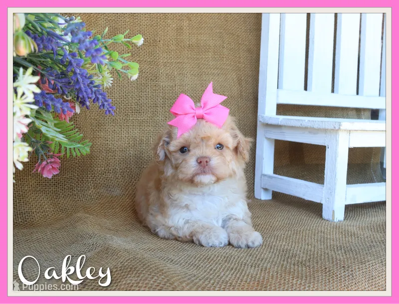 Oakley – Cavapoo puppy for sale in Conway, AR