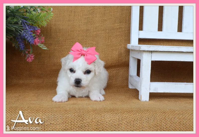Ava – Bichon Frise puppy for sale in Conway, AR
