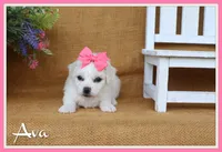 Ava, a female Bichon Frise for sale in Conway, AR – 1 of 6