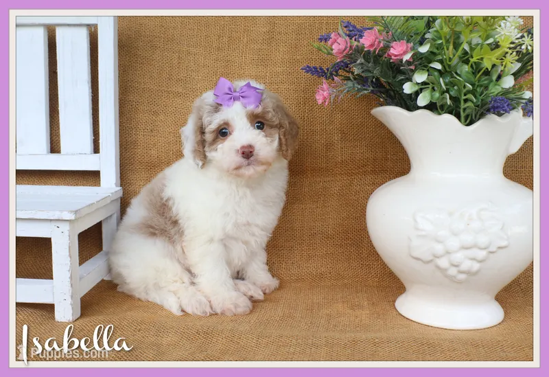 Isabella – Cavapoo puppy for sale in Conway, AR