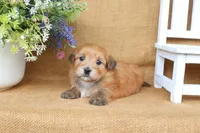 Hudson, a male Havanese for sale in Conway, AR – 3 of 5