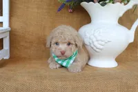 Dawson, a male Poodle - Toy  for sale in Conway, AR – 3 of 5
