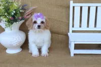 Victoria, a female Cavapoo for sale in Conway, AR – 2 of 7