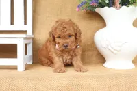 Forest, a male Poodle - Toy  for sale in Conway, AR – 5 of 5