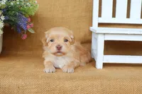 Hayes, a male Havanese for sale in Conway, AR – 5 of 5