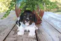 Asher, a male Cavapoo for sale in Conway, AR – 3 of 4