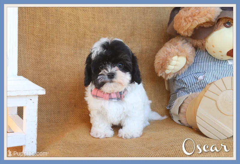 Oscar – Cavapoo puppy for sale in Conway, AR