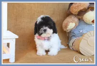 Oscar, a male Cavapoo for sale in Conway, AR – 1 of 5